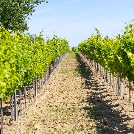 L'hermitage #vignoble #havre De Paix Hébergement de vacances