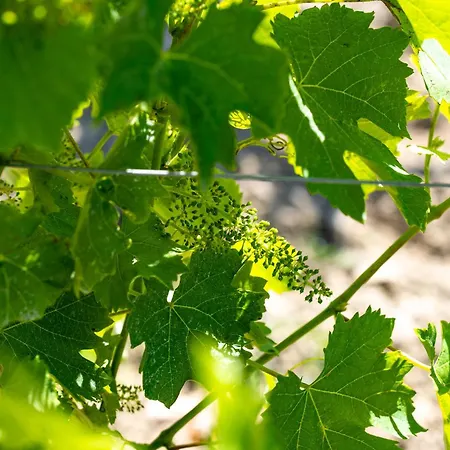 Hébergement de vacances L'hermitage #vignoble #havre De Paix